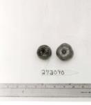 Click for 1 image(s) for this accession. FRUIT